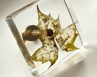 May include: A square cabinet knob made of clear resin with a preserved green maple leaf embedded inside. The knob features a metallic silver-toned screw and base attachment on the back, visible through the transparent material.
