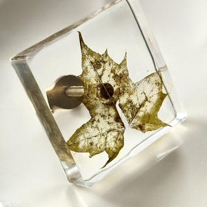 Square Dresser Knobs with Real Maple Leaf in Resin