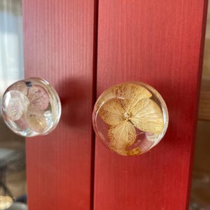 May include: Two circular cabinet knobs made of clear resin, each containing a preserved dried flower. The left knob features a pale pink and white hydrangea petal, while the right knob displays a golden-brown dried hydrangea blossom.