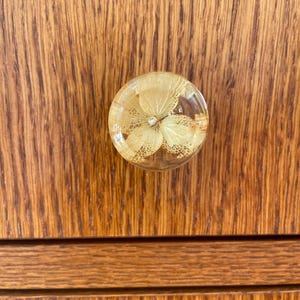 Puede incluir: Un pomo circular para mueble con una c&uacute;pula de resina transparente y pulida que encapsula un delicado p&eacute;talo de flor de hortensia seco de color beige claro, con una estructura de venas visible y un peque&ntilde;o cristal central brillante.