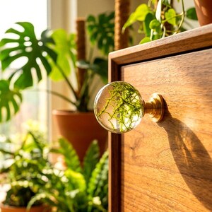 May include: A spherical clear glass cabinet knob featuring an embedded green moss-like plant structure, attached to a circular brass-toned metal base, mounted on the front of a wooden drawer with a visible grain pattern.