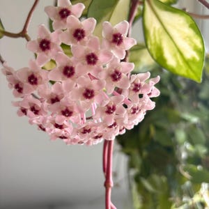 Può includere: Un grappolo di fiori di Hoya a forma di stella con petali rosa pallido e centri bordeaux intenso. L'infiorescenza è attaccata a un sottile stelo rossastro, circondata da foglie variegate verdi e crema con una consistenza liscia e cerosa.