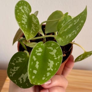 Könnte beinhalten: Eine Scindapsus pictus Pflanze in einem kleinen braunen Kunststofftopf. Die herzförmigen Blätter sind tiefgrün und weisen eine unregelmäßige, gesprenkelte silbergraue Panaschierung auf. Die Pflanze hat mehrere Stängel und verschiedene Blätter.