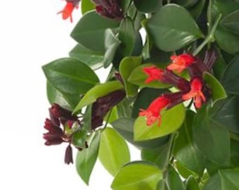 Aeschynanthus Mona Lisa Lipstick - planta de pintalabios: 4 esquejes bien enraizados en una maceta