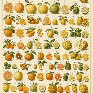 Pode incluir: Uma impressão botânica de estilo vintage intitulada CITRUS apresentando oitenta e oito ilustrações numeradas de várias frutas cítricas, incluindo laranjas, limões, limas e cidras inteiras e cortadas, com um índice detalhado na parte inferior.