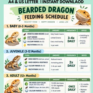 May include: A digital chart titled BEARDED DRAGON FEEDING SCHEDULE with illustrations of bearded dragons. It lists dietary requirements for baby, juvenile, and adult stages, detailing food types, amounts, and frequencies in a table format.