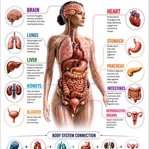 Puede incluir: Un póster educativo titulado Human Body Organs & Their Functions que presenta una ilustración anatómica central de un torso humano con órganos internos. Los diagramas circundantes etiquetan el cerebro, corazón, pulmones, estómago, hígado, páncreas, riñones, intestinos, vejiga y órganos reproductores con texto descriptivo. Una sección inferior ilustra las conexiones de los sistemas corporales.