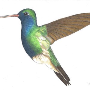 May include: A detailed pencil drawing of a hummingbird in flight. The bird has a long, thin beak, green and blue feathers, and brown wings.