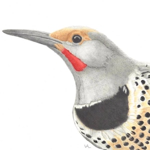 5 Northern Flicker notecards