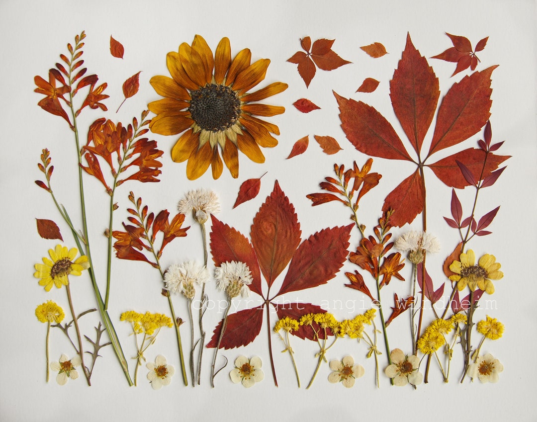 Pressed Flower Print summer's End Etsy