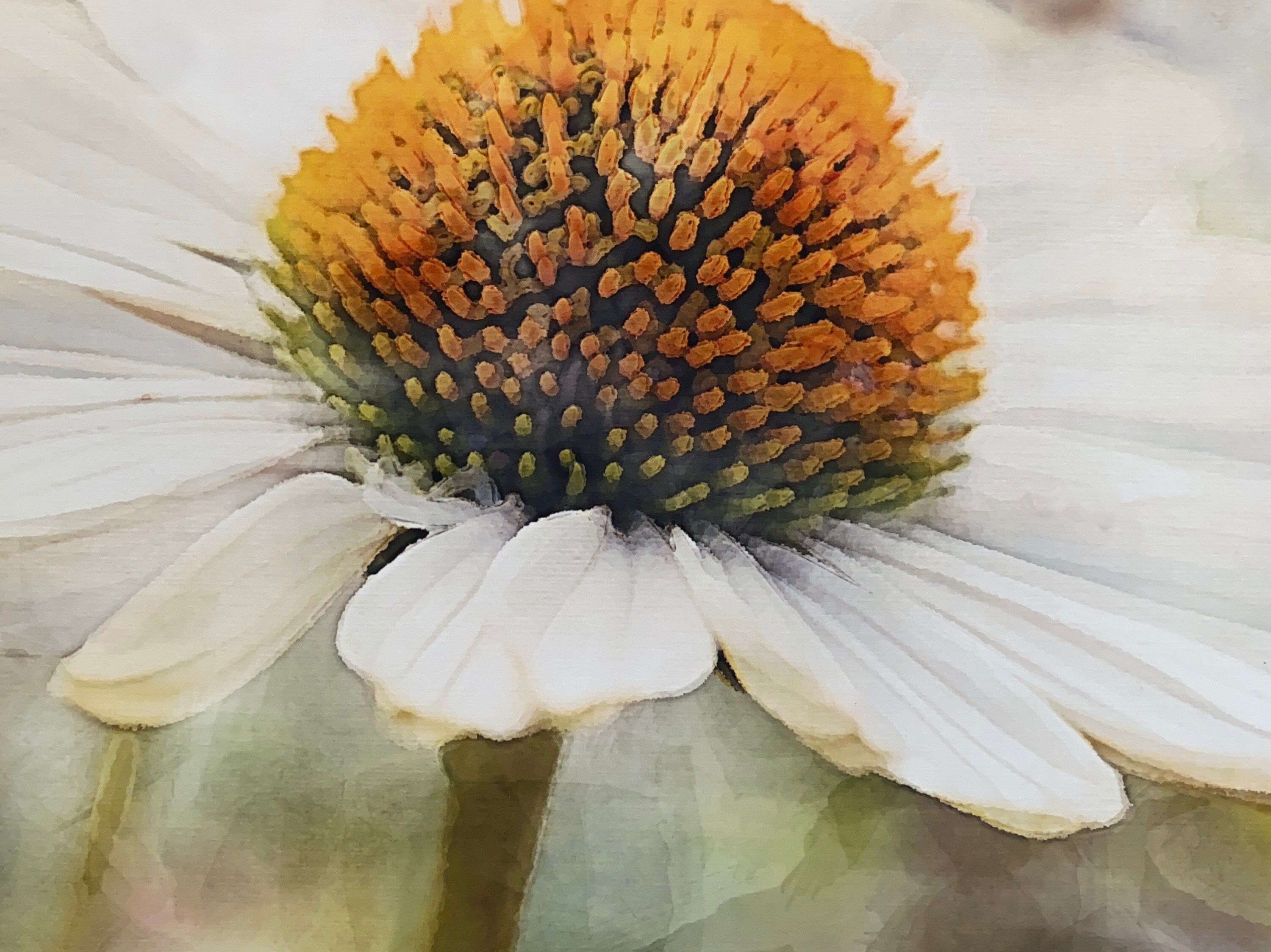 Echinacea Yellow Coneflower Watercolor Art Print With Dickinson Quote Etsy