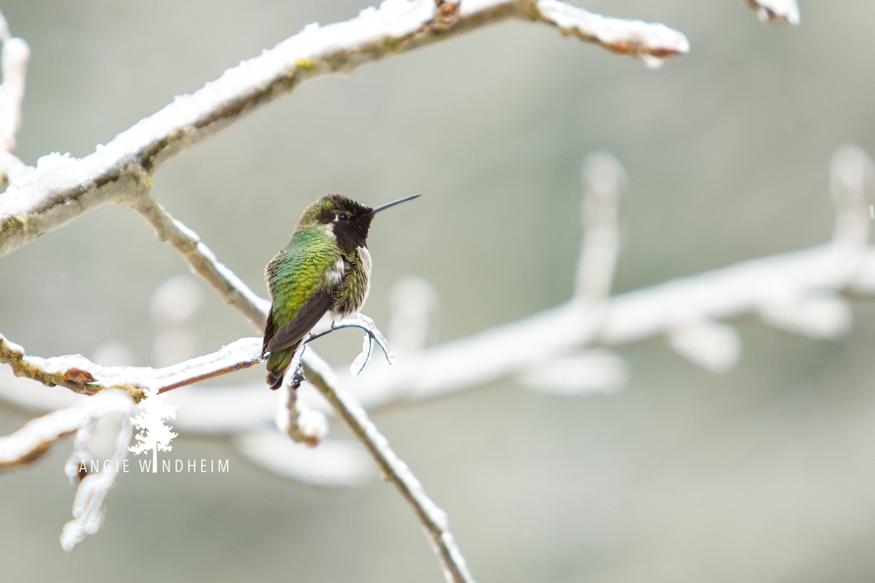 Bright Green Hummingbirds