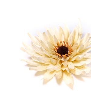 Autumn Cream Chrysanthemum Flower Hair Clip