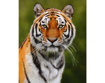 Regal Tiger Portrait Poster | Watercolor Texture Matte Poster