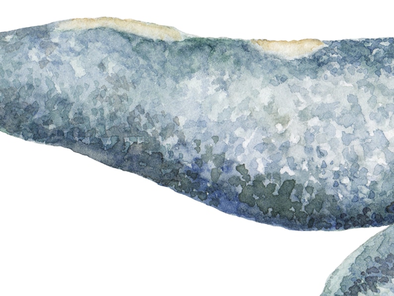 Gray Whale Watercolor Illustration Unique Whale Art Print Whimsical Ocean Life Watercolor Poster Nautical Home Decor Or Nursery Art afbeelding 3