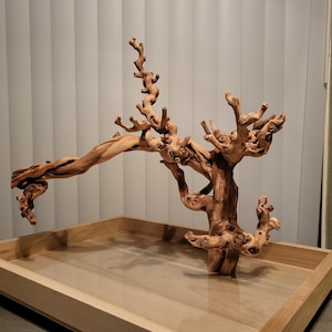 May include: A light brown, gnarled piece of driftwood with intricate, twisted branches and knots, secured to a rectangular, light-colored wooden tray with a smooth, flat base and raised edges, showcasing natural wood grain textures.