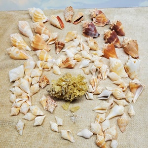 May include: A collection of various seashells in shades of white, tan, and brown. The shells vary in size and shape, with some displaying intricate patterns and textures. A few pieces of coral are also present, creating a natural, coastal theme.