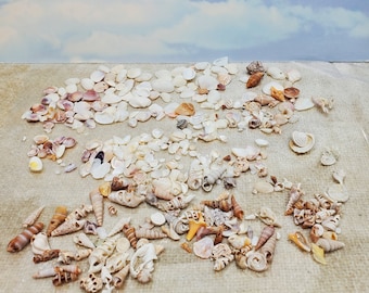 Shells Miniature Shells Collection