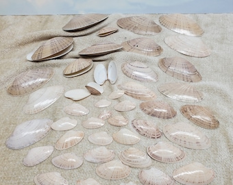 Shells Sun Ray Venus Clam Shells