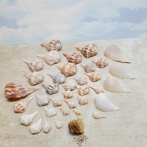 May include: A collection of various seashells in shades of tan, brown, and white, arranged on a neutral surface. The assortment includes conch shells, spiral shells, and flat, fan-shaped shells, showcasing natural textures and patterns. The background features a sky with clouds.