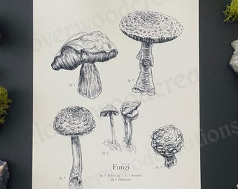 Mushroom Studies Print | Nature Illustration | Fungi Drawing | Flora and Wildlife Art