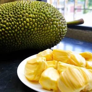 May include: A large, whole jackfruit with a bumpy, green, spiky exterior sits next to a white plate filled with numerous bright yellow, fleshy jackfruit segments. The fruit pieces are arranged in a cluster, showcasing their smooth, curved texture.