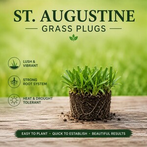 St. Augustine Grass Plugs