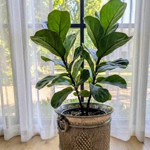 Pode incluir: Uma planta figueira-lira com folhas grandes, brilhantes, verde-escuras e em forma de violino, crescendo a partir de dois caules principais. A planta está num vaso redondo de metal com acabamento antigo, padrões em relevo e alças laterais.