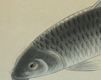 Vintage Wall Decor,Wall Hanging Art,Japanese Scroll Painting,Kakemono,Carp Painting,Japanese Painting,Koi Fish Art,Koi Japanese Art,R64231