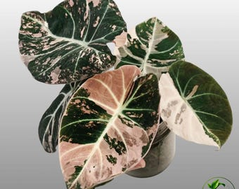 Schwarze samtrosa panaschierte Alocasia-Knollen – Vermehrung seltener tropischer Pflanzen