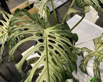 Monstera Deliciosa Devil Monster Talee radicate variegate Pianta tropicale rara Pianta esotica da interno