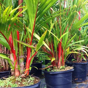 Lipstick Palm (Cyrtostachys renda) - Tropical Palm for Garden, Exotic Ornamental Plant 100 Seeds