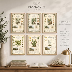 Może przedstawiać: Zestaw sześciu wydruków botanicznych z kolekcji Herbarium Gallaeciae, przedstawiających szczegółowe ilustracje różnych roślin, szyszek sosnowych i kaktusów z naukowymi etykietami tekstowymi, ułożonych w dwóch rzędach po trzy w jasnych drewnianych ramach.