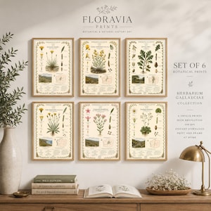 Może przedstawiać: Zestaw sześciu wydruków botanicznych z kolekcji Herbarium Gallaeciae, z których każdy zawiera szczegółowe ilustracje roślin, etykiety naukowe i małe mapy krajobrazu, oprawione w jasne drewno i ułożone w dwóch rzędach po trzy.
