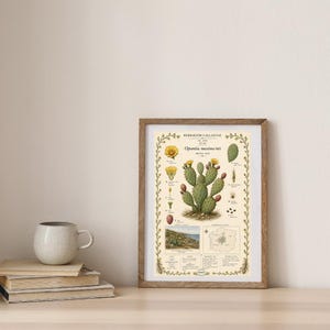 Puede incluir: Una lámina botánica enmarcada titulada Herbarium Gallaeciae Opuntia maxima Mill. Prickly Pear, con ilustraciones detalladas del cactus, sus flores amarillas, frutos rojos y un mapa, todo dentro de un borde decorativo de enredaderas sobre papel crema.