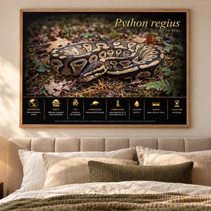 May include: A framed wall art print featuring a coiled Python regius snake on a forest floor. The top right displays the text Python regius and Pitón Real. Below the snake, a black panel contains gold icons and text detailing species facts.