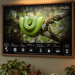 May include: A framed educational poster titled Morelia viridis featuring a bright green snake coiled on a branch, with detailed care icons and text below. The poster is displayed on a wall above a wooden shelf containing books, a skull, and plants.