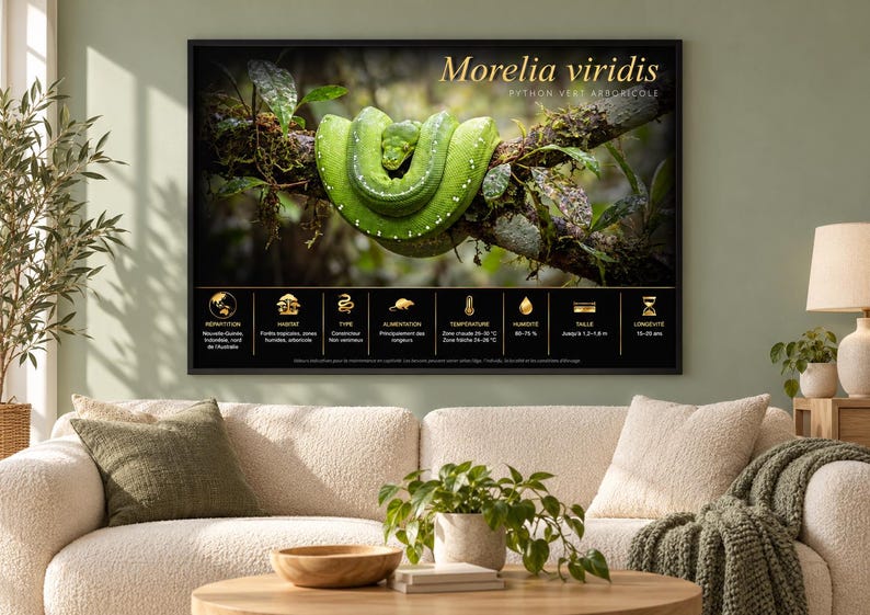 Op de afbeelding: Een ingelijste kunstprint met een felgroene Morelia viridis slang opgerold op een bemoste tak. Onder de slang toont een zwart informatiepaneel gouden iconen en tekst met details over het leefgebied, dieet en biologische feiten.