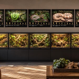 Puede incluir: Cinco p&oacute;steres rectangulares de pared con especies de serpientes etiquetadas como Malayopython reticulatus, Morelia viridis, Python bivittatus, Python brongersmai y Python regius, situados sobre cinco terrarios de cristal con plantas.