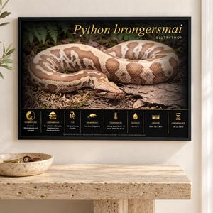 PYTHON BRONGERSMAI - Poster educativo stampabile in lingua fr/en/de/it/es