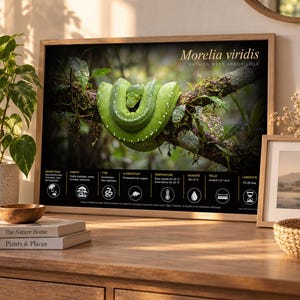 May include: A framed educational poster featuring a bright green Morelia viridis snake coiled on a tree branch. The bottom section displays black infographic panels with white icons and text detailing habitat, diet, and care requirements.