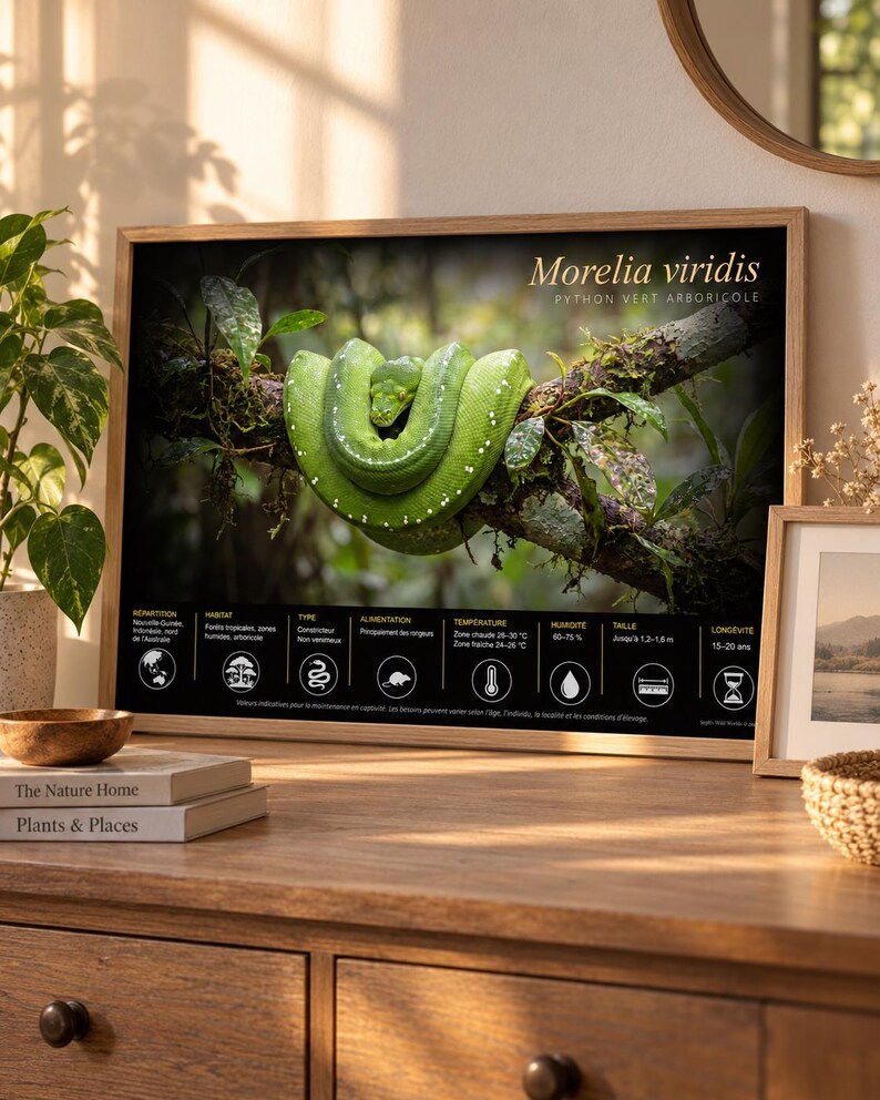 May include: A framed educational poster featuring a bright green Morelia viridis snake coiled on a tree branch. The bottom section displays black infographic panels with white icons and text detailing habitat, diet, and care requirements.