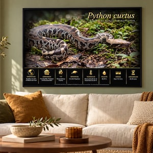 PYTHON CURTUS - Póster educativo imprimible fr/en/de/it/es ​​language