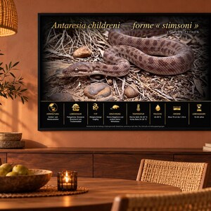 May include: A framed wall poster featuring a brown patterned Stimson python on a dry, rocky ground. The text reads Antaresia childreni — forme stimsoni and Stimson Python, with a black informational chart below displaying icons and German text.