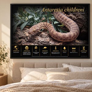 Peut inclure: Une affiche éducative encadrée montrant un serpent Antaresia childreni brun à motifs sur une bûche. Sous le serpent, un panneau noir présente des icônes dorées et du texte allemand détaillant l'habitat, le régime et les besoins de l'espèce.