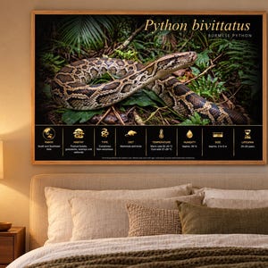 PYTHON BIVITTATUS -  Printable Educational Poster fr/en/de/it/es language