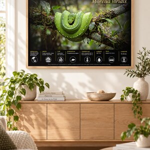 May include: A framed educational wall poster featuring a bright green Morelia viridis snake coiled on a branch. The poster includes scientific information, icons, and text detailing the habitat, diet, and care requirements for this reptile species.