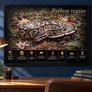 Może przedstawiać: Oprawiony plakat edukacyjny przedstawiający zwiniętego węża Python regius na leśnym podłożu. G&oacute;rny tekst brzmi Python regius i K&Ouml;NIGSPYTHON. Poniżej obrazu złote ikony i niemiecki tekst opisują siedlisko, dietę, temperaturę, wilgotność oraz rozmiar.