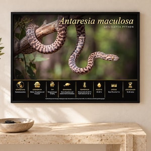 May include: A framed educational poster featuring a photograph of an Antaresia maculosa snake on a branch. The poster includes gold text and icons detailing the species' habitat, diet, temperature, humidity, size, and lifespan in German.