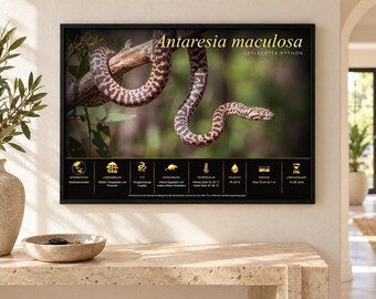 ANTARESIA MACULOSA -  Printable Educational Poster fr/en/de/it/es language